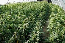 The reason behind the frequency of the 'halal' question is that many substances. Why Islam Prohibits The Recreational Use Of Marijuana
