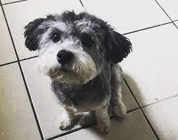 10 Best Havanese Haircuts For Your Puppy The Paws Havanese Haircuts Havanese Havanese Dogs
