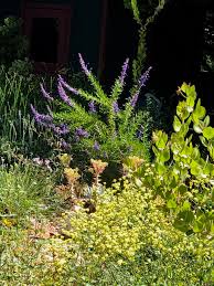 Image result for Acanthopale confertiflora