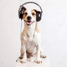 Dog In Headphones Listening To Music Happy Pet Stock Photo Picture And Royalty Free Image Image 86321386