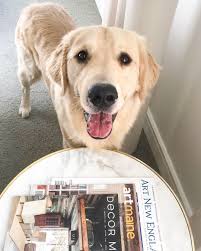 Maybe you would like to learn more about one of these? Golden Retriever Puppies Maine For Sale The Y Guide