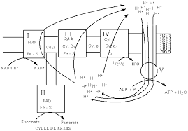 Inhibitors Of The Electron Transport Chain The Biochemistry Questions Site