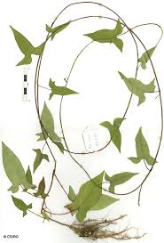 Image result for Lepistemon