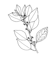 Image result for Clutia pulchella