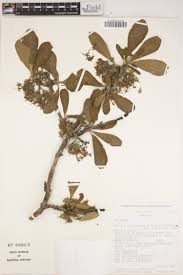 Image result for Lasianthus kilimandscharicus