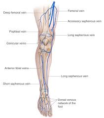 It occurs when the point of the elbow and the muscular structure do not develop normally, and is most commonly seen in large. Leg Knee Anatomy