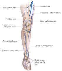 As these muscles contract and relax, they move skeletal bones to create movement of the body. Leg Knee Anatomy