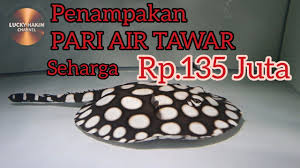 Pola dan sketsa gambar ikan hitam putih. Ikan Pari 20cm Harga Rp 135 Juta Stingray Youtube