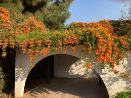 Image result for Pyrostegia