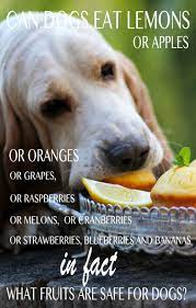 Can Dogs Eat Apples And Other Fruit Which Treats Are Safe For Dogs Can Dogs Eat Can Dogs Eat Lemons Can Dogs Eat Apples