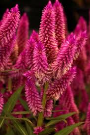 Celosia Argentea Wikipedia The Free Encyclopedia Beautiful Flowers Most Beautiful Flowers Flower Tower