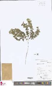 Image result for Adiantum patens