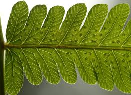 Image result for Christella hispidula