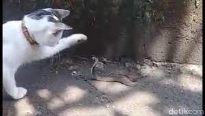 Maybe you would like to learn more about one of these? Berkat Kucing Keluarga Ini Selamat Dari Teror Ular Kobra