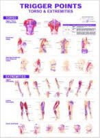 Human Anatomy Common Injury Charts