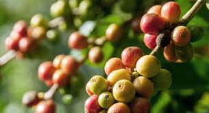 Image result for Coffea ligustroides