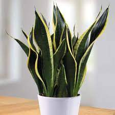 The unusual thing they do is that they actually release oxygen at night though a process 19. Sansevieria Trifasciata Black Gold Snake Plant Nature Rabbit