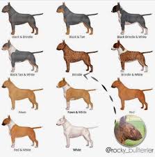 Canil De Mastim Napolitano Em Sp That S Me Rocky Bull Terrier Pitbullpictures Mini Bull Terriers Bull Terrier Bull Terrier Dog