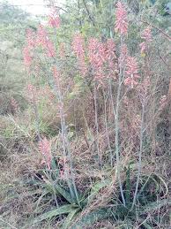 Image result for Aloe cameronii × greatheadii