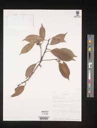 Image result for Mimusops obtusifolia
