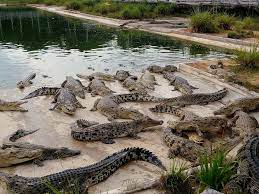 On 25 march 2019 kita orang decide nak pergi taman buaya teluk sengat tapi jauh sangat, keluar dari rumah pon dah lambat so. Tourism Johor Jom Tengok Buaya Sarang Buaya Pasir Gudang Facebook