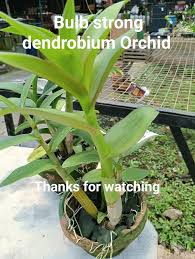 Image result for Rhipidoglossum globulosocalcaratum