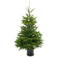 Le nordmann en pot est un sapin aux aiguilles brillantes vert foncé, très longues. Natural Potted Nordmann Tree Christmas Tree Sapins Be