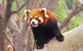 Un joyeux deuxième anniversaire ! Le Panda Roux Comment Et Ou Vit Il Tout Savoir Sur Le Panda Roux