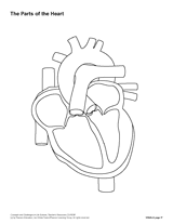 Pin On Human Body