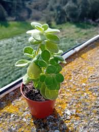 Image result for Coleus hadiensis