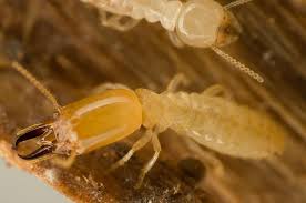 Termite treatment methods vary greatly in cost and effectiveness. When Is It Too Late To Treat A Termite Infestation