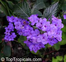 Image result for Eranthemum pulchellum