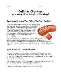 Coloring options also include micas. Mitochondria Aging And Metabolism Worksheet Key Printable Worksheet Template