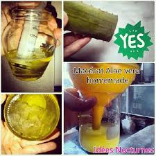 Macerat Huileux D Aloe Vera Idees Nocturnes Macerat Huileux Aloes Aloe Vera