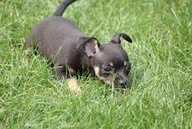 We did not find results for: Free Stock Photo Of Dog Laying Down In Grass Download Free Images And Free Illustrations