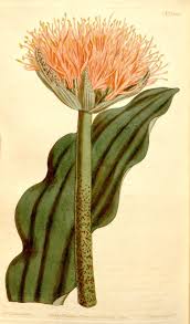 Image result for Scadoxus puniceus