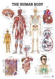 The Human Body Anatomical Chart
