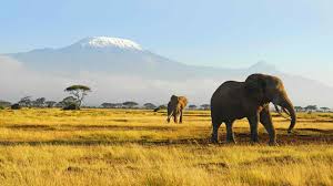 Download Free Wildlife Wallpapers Pixelstalk Net Here you can find the best wildlife wallpapers uploaded by our community. download free wildlife wallpapers