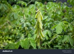 Image result for Crotalaria preladoi