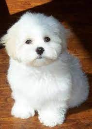 Shichon Puppy Adorable Bichon Frise W Shih Tzu Dogs Puppy Hound Pups Dog Puppies Cute Dogs Shichon Puppies Teddy Bear Puppies