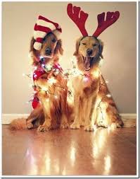 Where can i find free beach christmas photos? 20 Dog Christmas Pictures Ideas Christmas Pictures Christmas Dog Dog Christmas Pictures