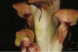 Image result for Disa saxicola