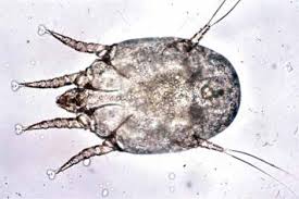 Image result for what do otodectes cynotis look like in dog fur