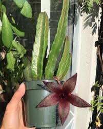 Image result for Stapelia gigantea