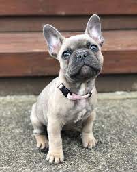 all the things we all admire about the bulldog pup bulldogsofmelbourne bulldogloversofinsta bulldogsamerican puppies cute animals bulldog puppies