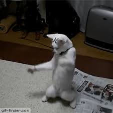 Gif Finder Find And Share Funny Animated Gifs Funny Cat Videos Cute Cats Funny Cats