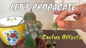 Cactus flowers wilt rather quickly so it is not possible to root them in a short span of time. Propagating Offsets From A Grafted Cactus Cactus Propagation Youtube