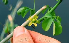Image result for Adenia fruticosa
