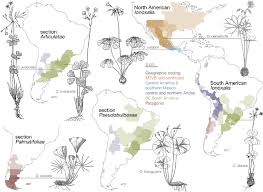 Image result for Oxalis anthelmintica