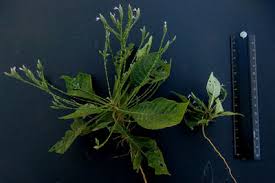 Image result for Elytraria